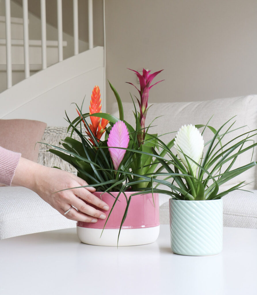 33-April2022_MENAstijlduo_Bromelia