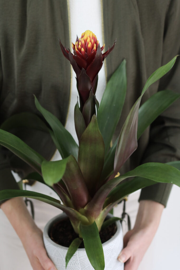 47-April2022_MENAstijlduo_Bromelia