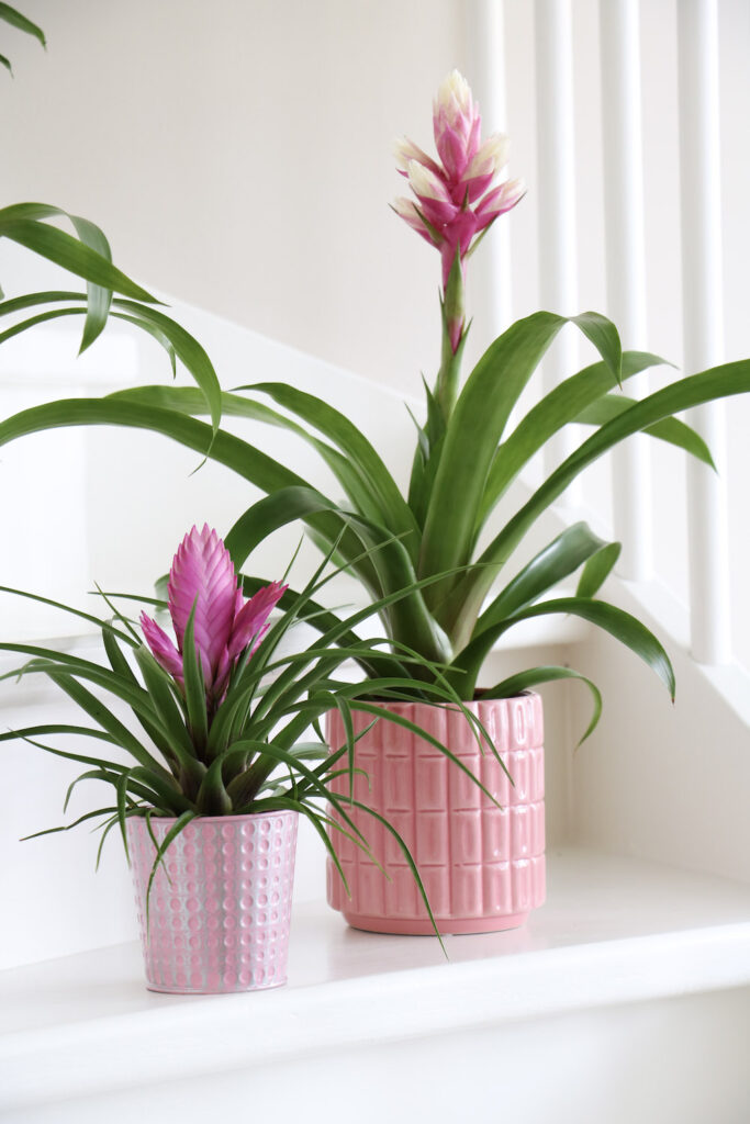 8-April2022_MENAstijlduo_Bromelia